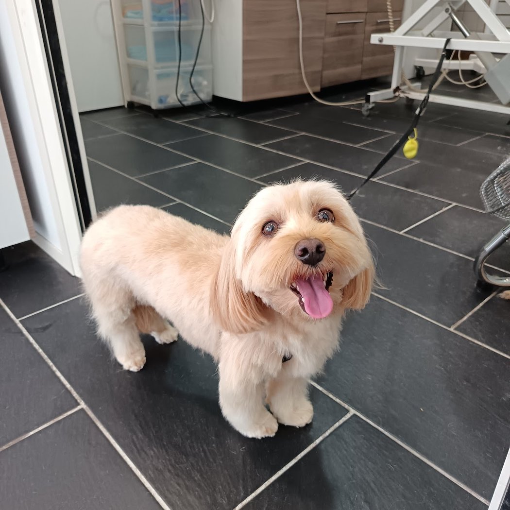 O Bonheur Des Chiens 1
